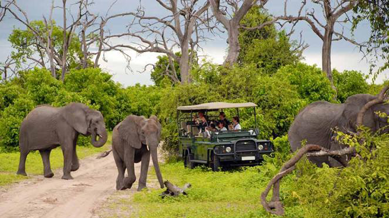 safaris-5_0002_Layer-8